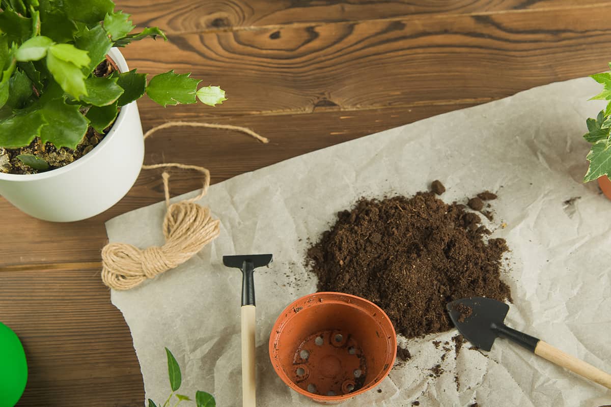 Transplantando cacto de natal em um vaso