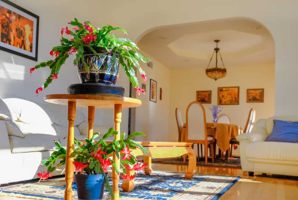 Vista da sala de estar ensolarada em uma casa do Meio-Oeste com cactos de Natal florescendo e fotos na parede; sala de jantar ao fundo - Shutterstock