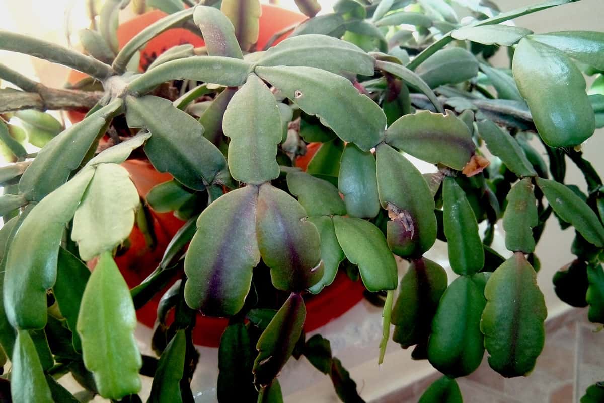 Cacto de Natal - Schlumbergera gaertneri
