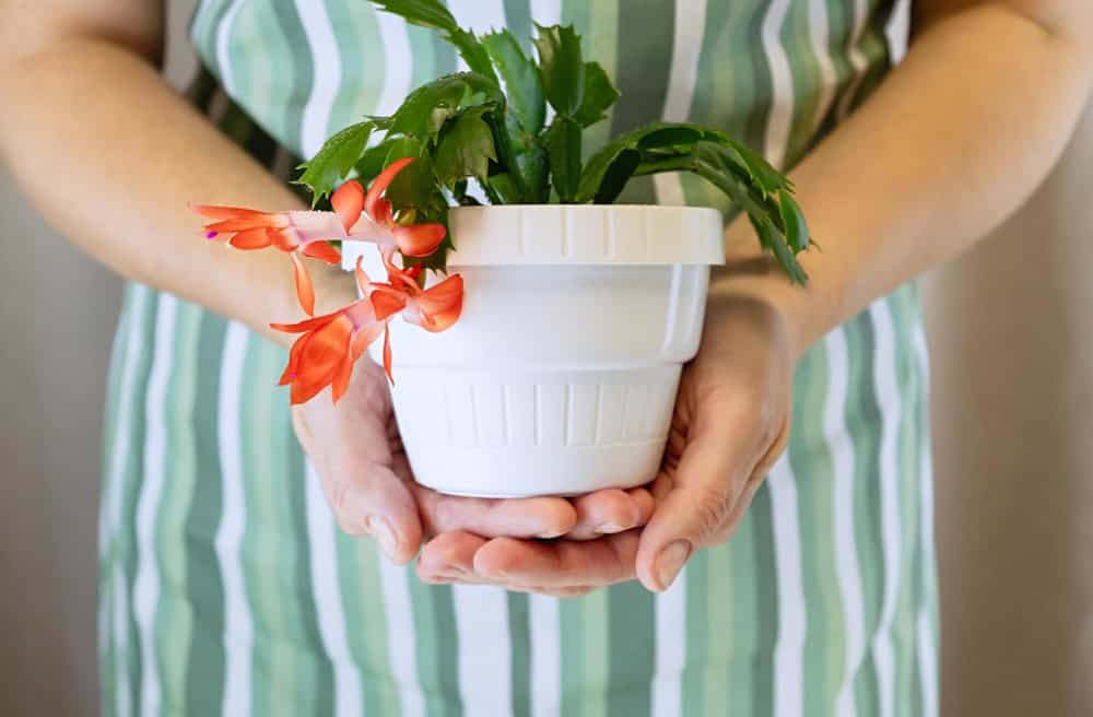 Jardineira de mulher segurando nas mãos florescendo vermelho Schlumbergera truncata também conhecido como cacto de flor de Natal. -Shutterstock