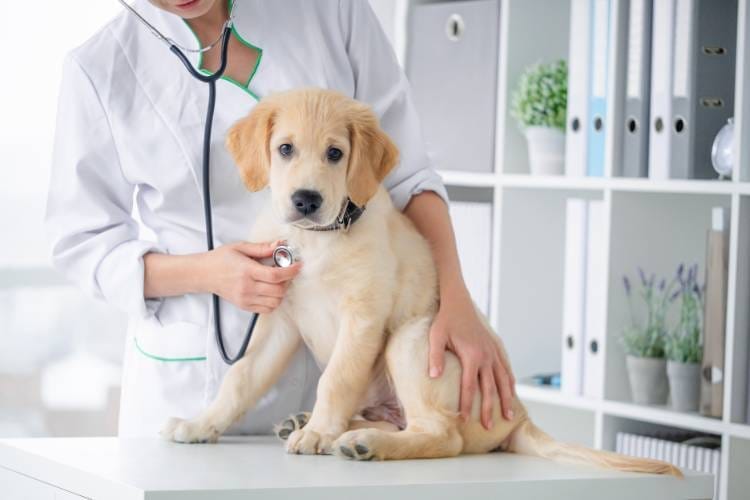 Pets na piscina: sim, eles também precisam de cuidados!