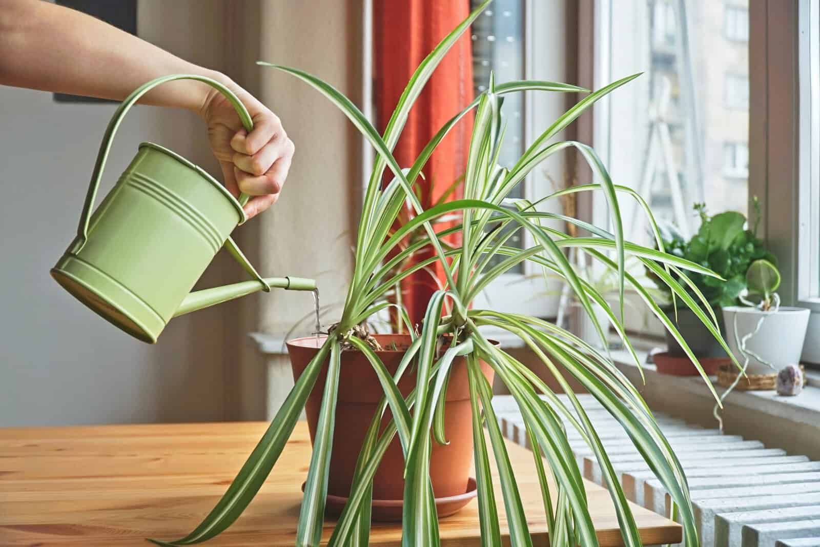 Planta de aranha rega da mulher (Chlorophytum). Dona de casa cuidando de plantas de casa em sua casa, regando plantas domésticas com uma lata de rega verde. Cuidados e manutenção adequados das plantas.