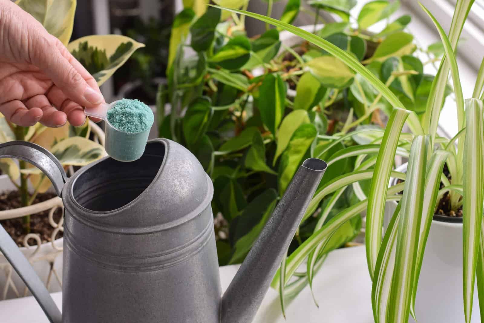 A mão da pessoa de perto segurando a colher com fertilizante de plantas para aumentar a lata de rega para regar plantas de casa