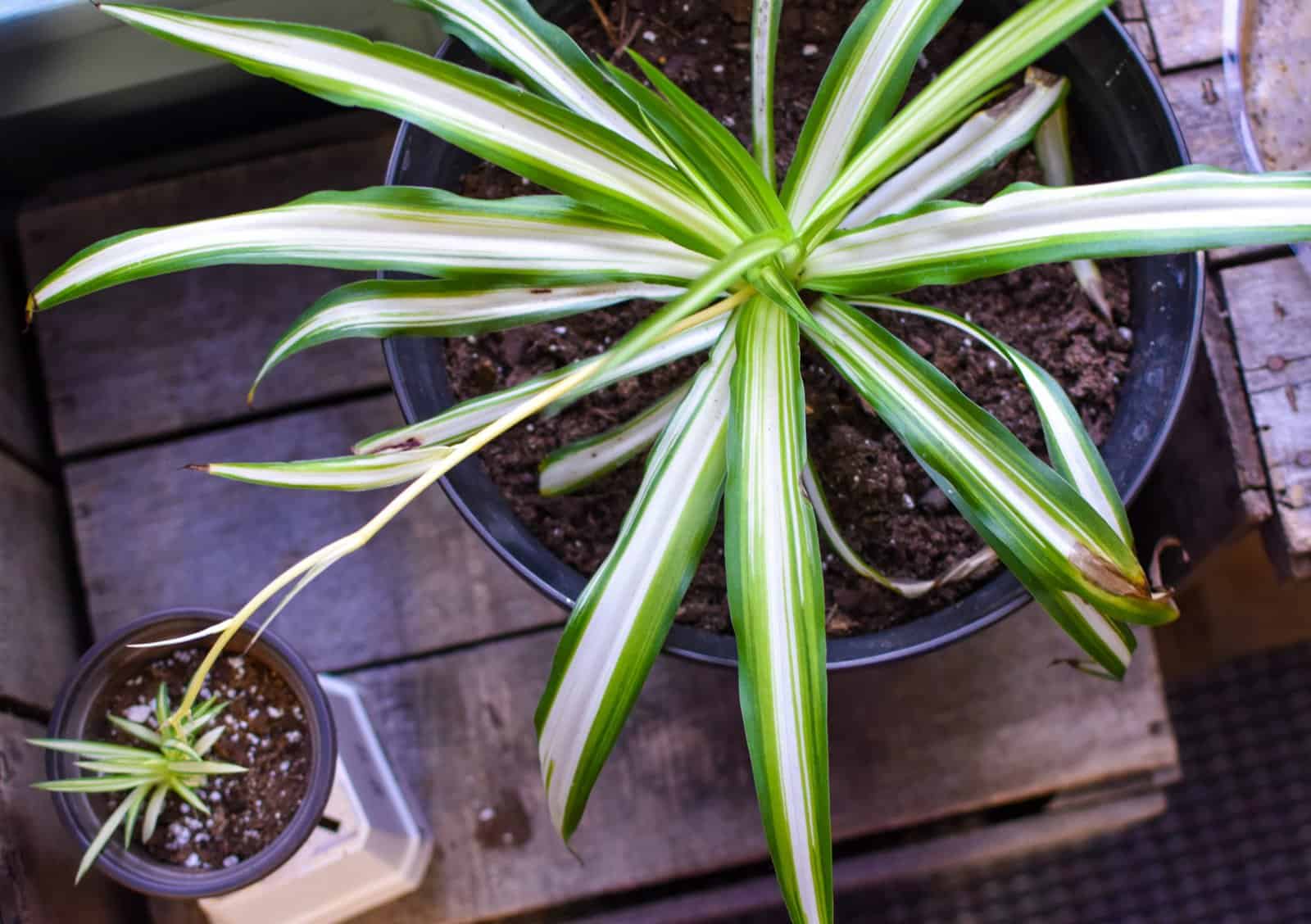Planta de aranha verde e branca vibrante com um bebê de ramificação em uma caixa de caixa de madeira separada em fundo
