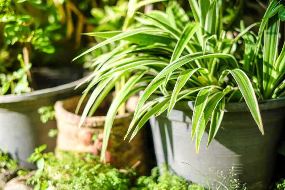 Folhas frescas Plant Plant Pot In House Garden com luz solar da manhã e foco seletivo.