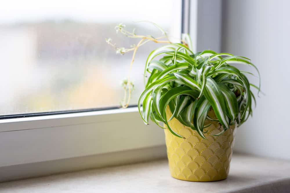 Retrato da planta da casa de clorofoco. Conceito de jardinagem em casa. Tema da selva urbana.