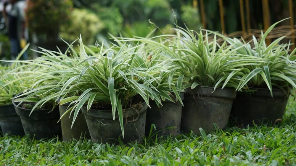 Chlorophytum COMOSUM (planta de aranha, planta de aranha comum, Ivy de aranha, planta de avião, planta de fita) no vaso de flores