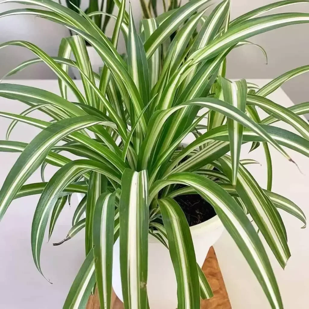 Clorófora