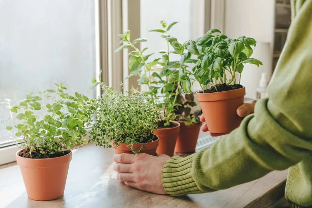 herb garden