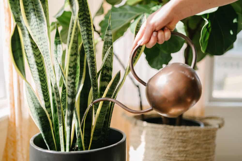 Por que Suas Plantas de Interior Estão Perdendo Folhas e Como Resolver Isso