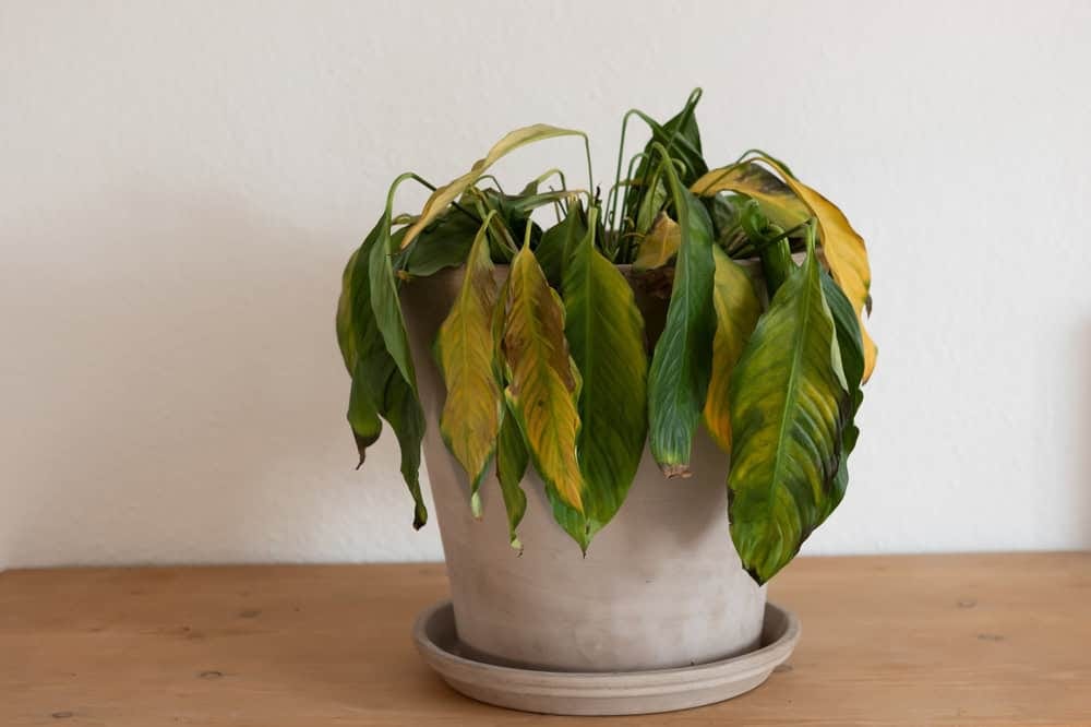 Por que Suas Plantas de Interior Estão Perdendo Folhas e Como Resolver Isso