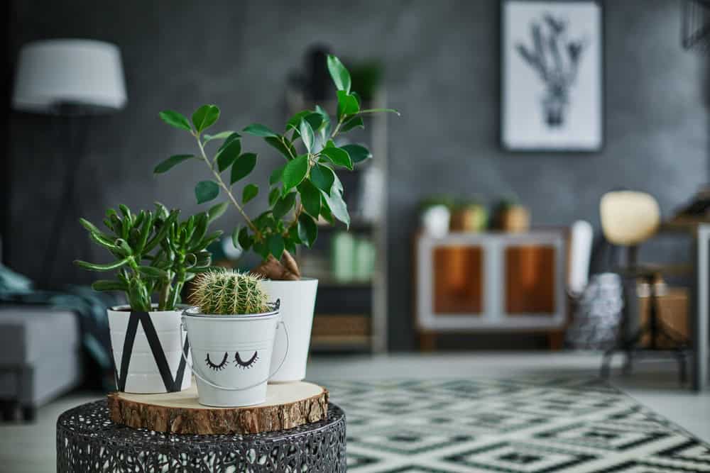 Por que Suas Plantas de Interior Estão Perdendo Folhas e Como Resolver Isso