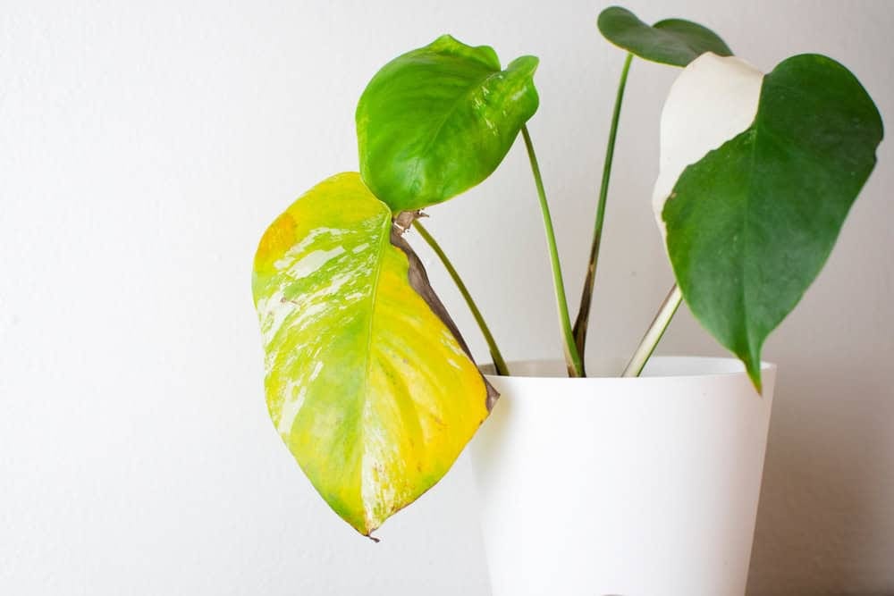 Por que Suas Plantas de Interior Estão Perdendo Folhas e Como Resolver Isso