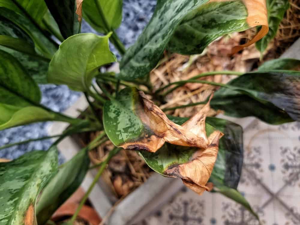 Por que Suas Plantas de Interior Estão Perdendo Folhas e Como Resolver Isso