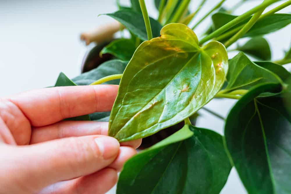 Por que Suas Plantas de Interior Estão Perdendo Folhas e Como Resolver Isso