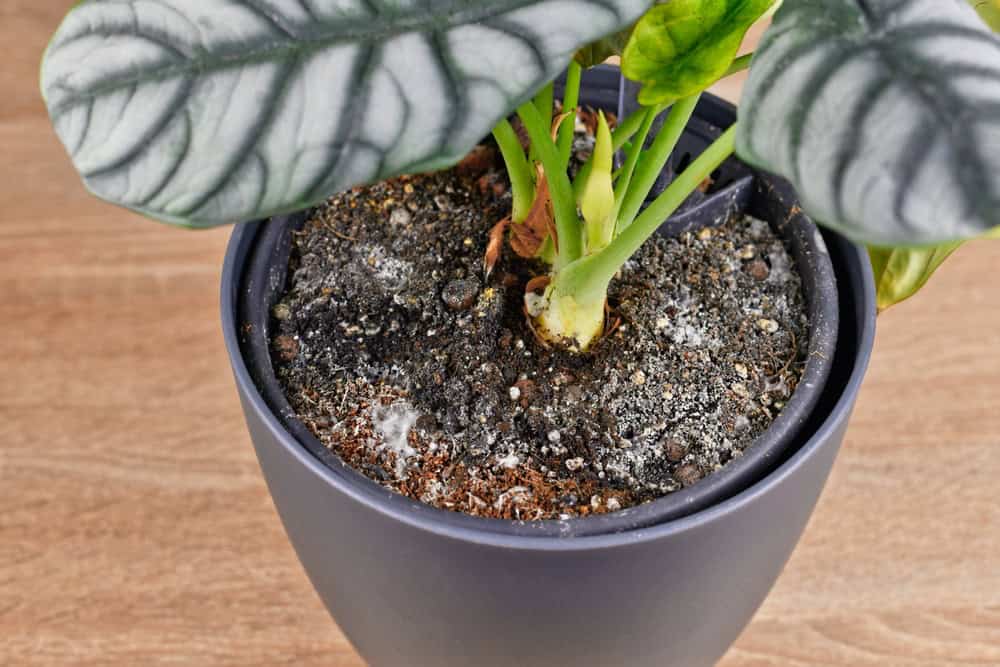 Por que Suas Plantas de Interior Estão Perdendo Folhas e Como Resolver Isso