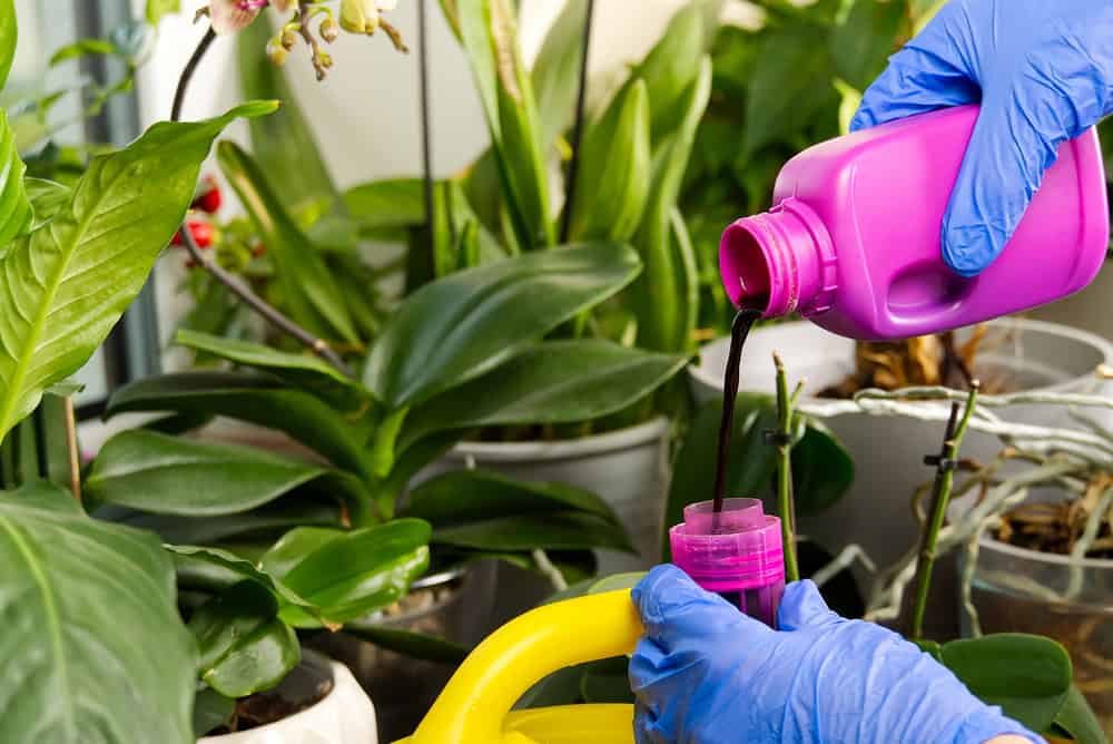 Por que Suas Plantas de Interior Estão Perdendo Folhas e Como Resolver Isso