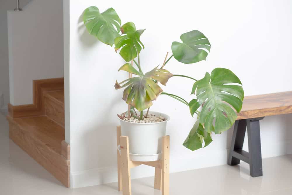 Por que Suas Plantas de Interior Estão Perdendo Folhas e Como Resolver Isso