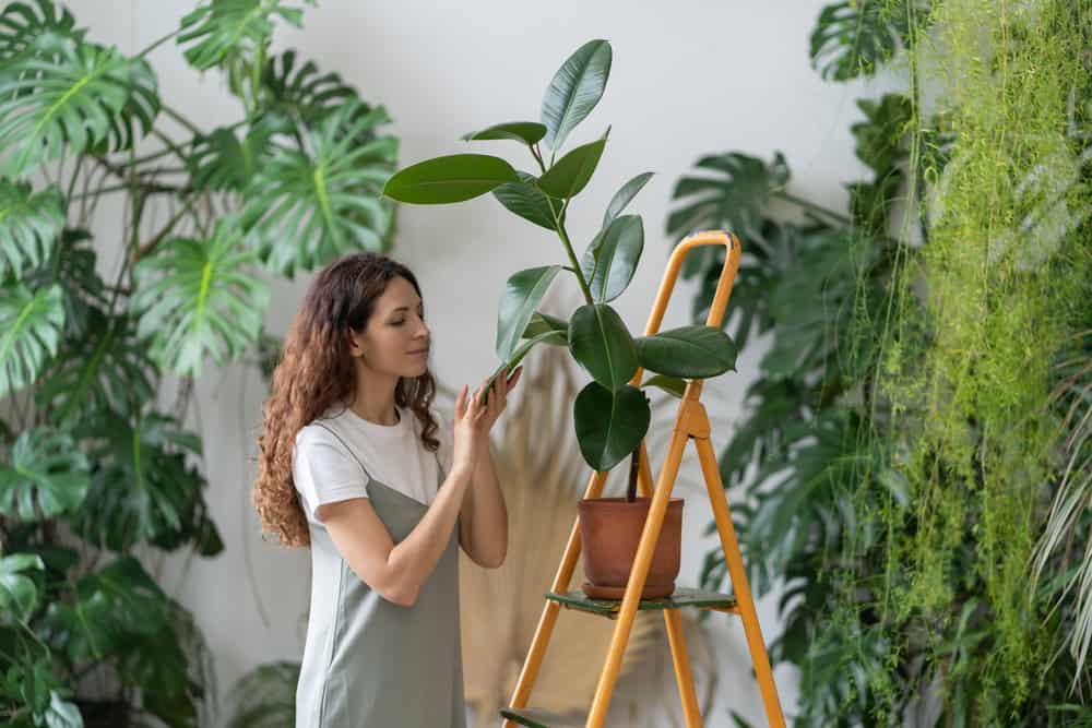Por que Suas Plantas de Interior Estão Perdendo Folhas e Como Resolver Isso