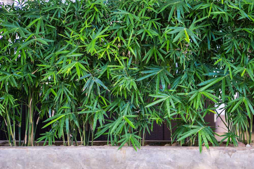 Plantas de Crescimento Rápido para Criar uma Tela de Privacidade Natural