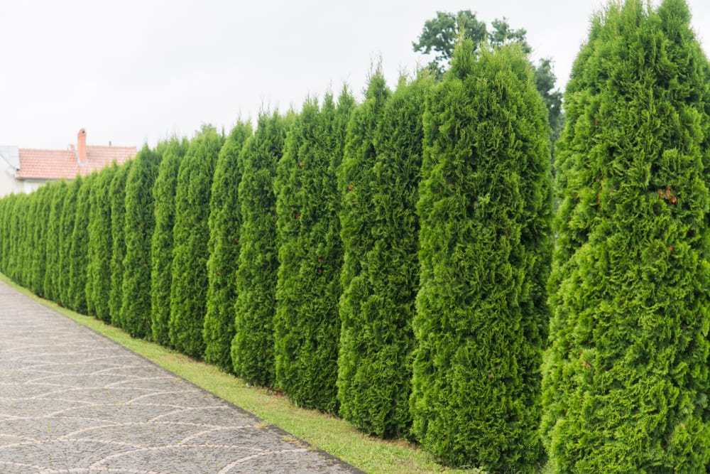 Plantas de Crescimento Rápido para Criar uma Tela de Privacidade Natural