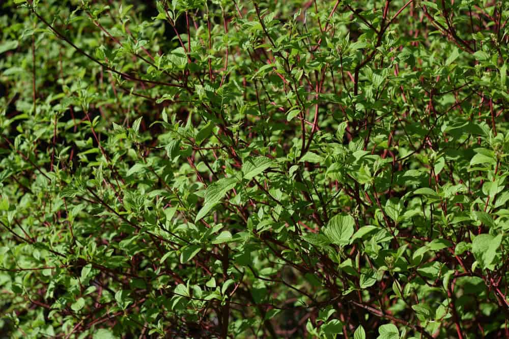 Plantas de Crescimento Rápido para Criar uma Tela de Privacidade Natural