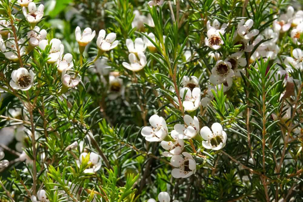 Plantas de Crescimento Rápido para Criar uma Tela de Privacidade Natural