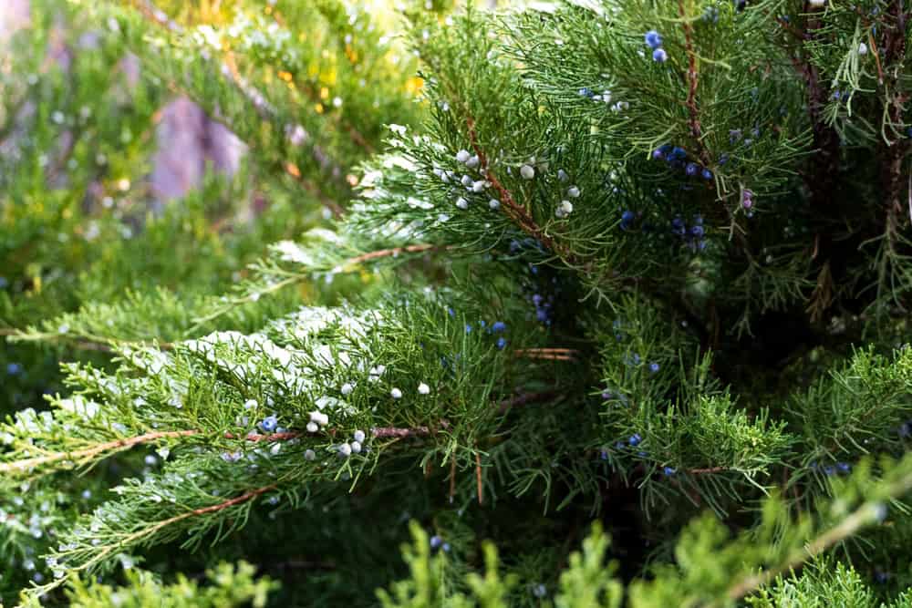Plantas de Crescimento Rápido para Criar uma Tela de Privacidade Natural