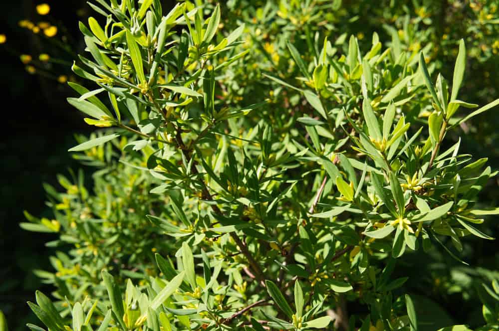 Plantas de Crescimento Rápido para Criar uma Tela de Privacidade Natural