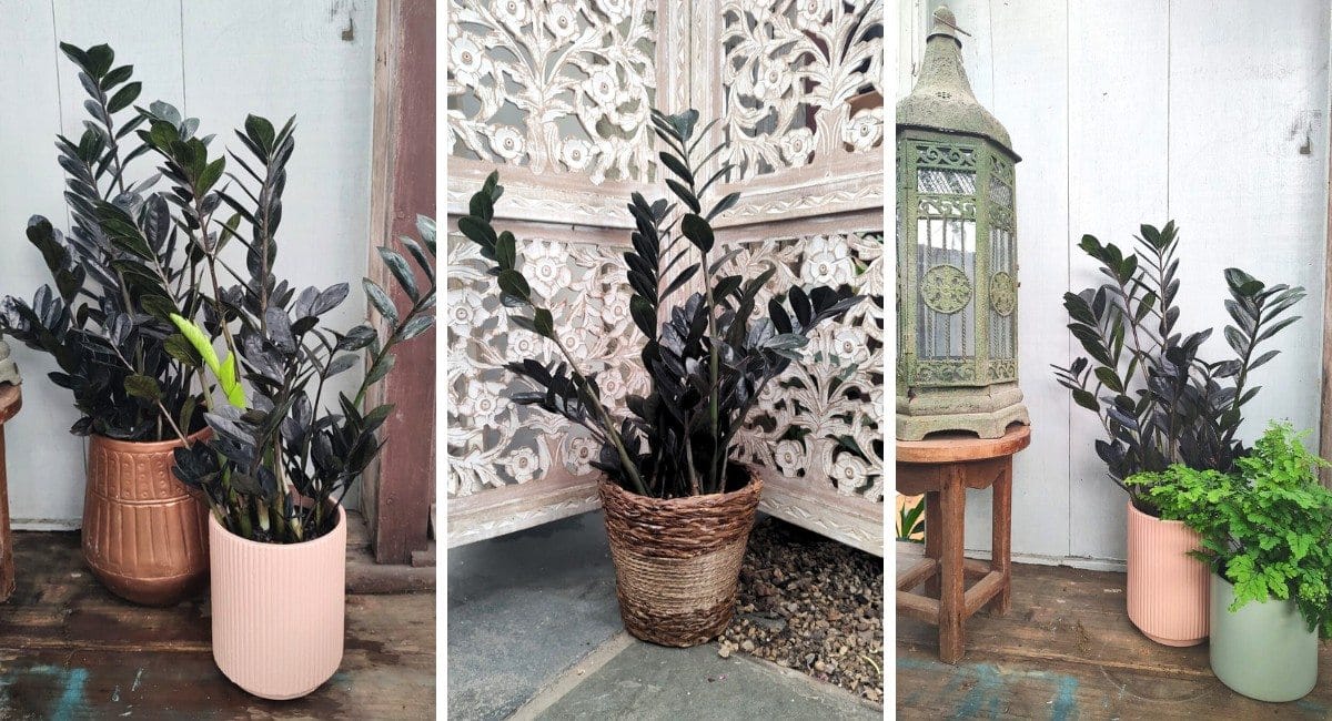 Diferentes formas de valorizar sua Zamioculca Preta na Decoração de Interiores.