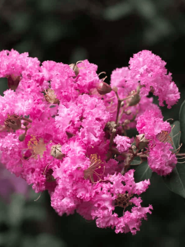 Árvores com flores rosas recomendados por paisagistas para a primavera