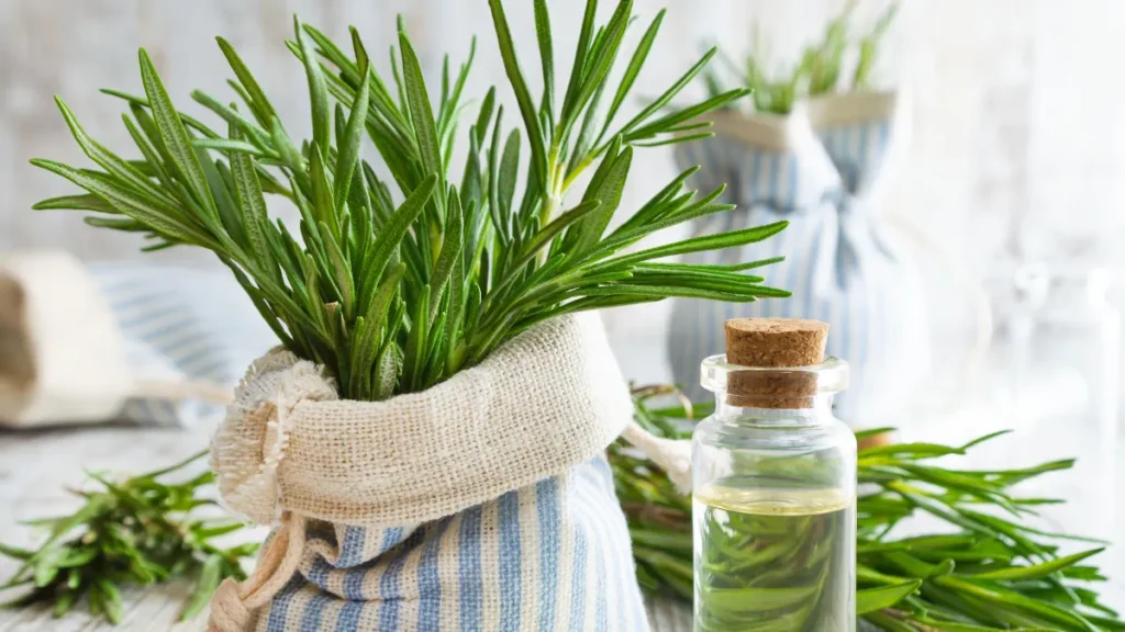 Plantas contra mau olhado - Alecrim