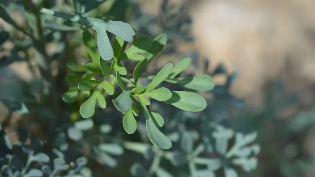 Plantas contra mau olhado - Arruda