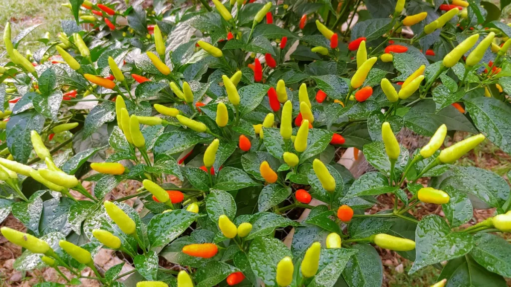 Plantas contra mau olhado - Pimenteira