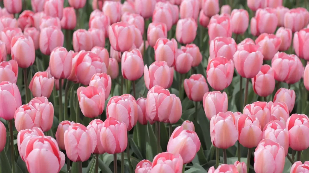 Tulipas - Flores Que Simbolizam Amor