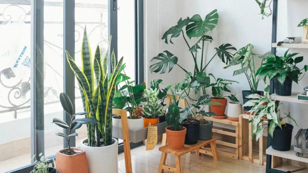 Variedade de plantas indoor