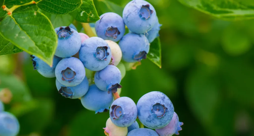 growing blueberries from seeds