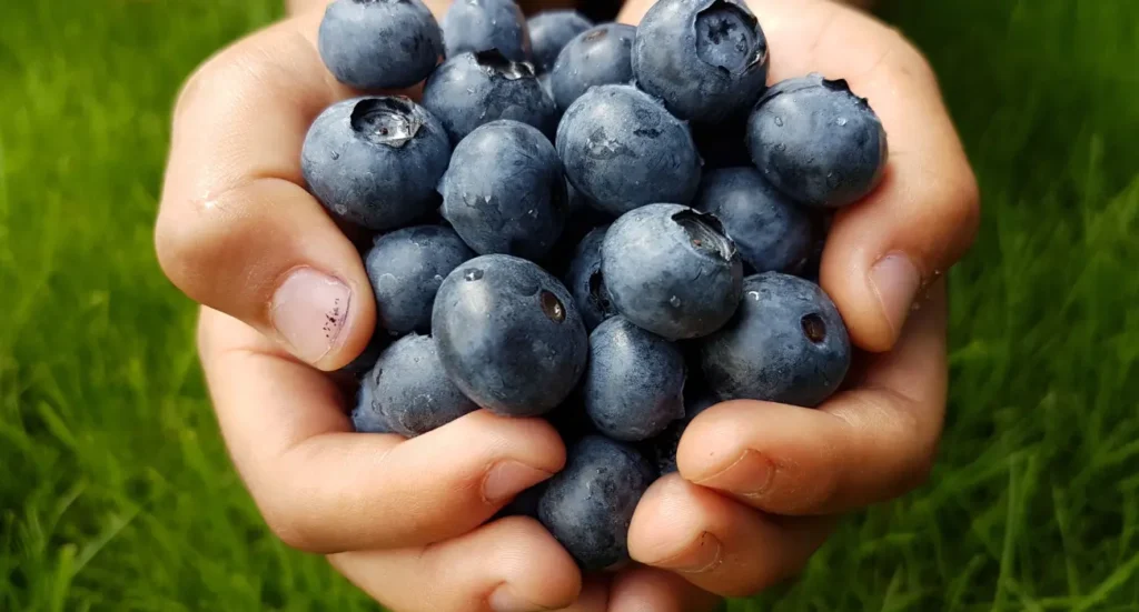 growing blueberries from seeds