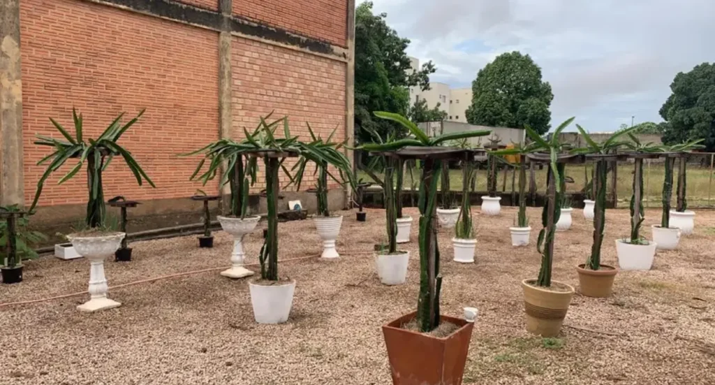 como plantar pitaya em vaso - Fruta pitaya rosa madura crescendo em vaso grande em varanda ensolarada