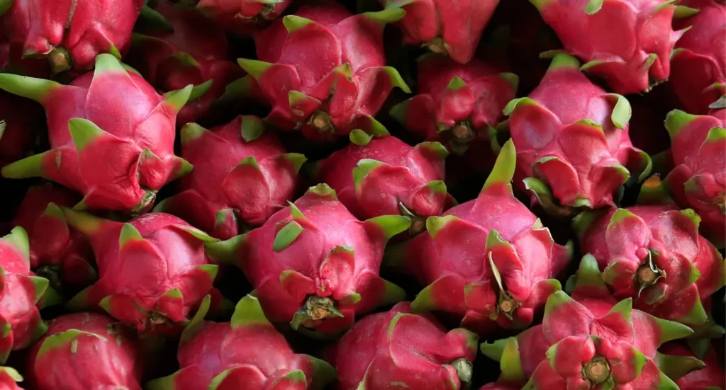 Cladódios verdes e saudáveis de pitaya sem sinais de pragas ou doenças