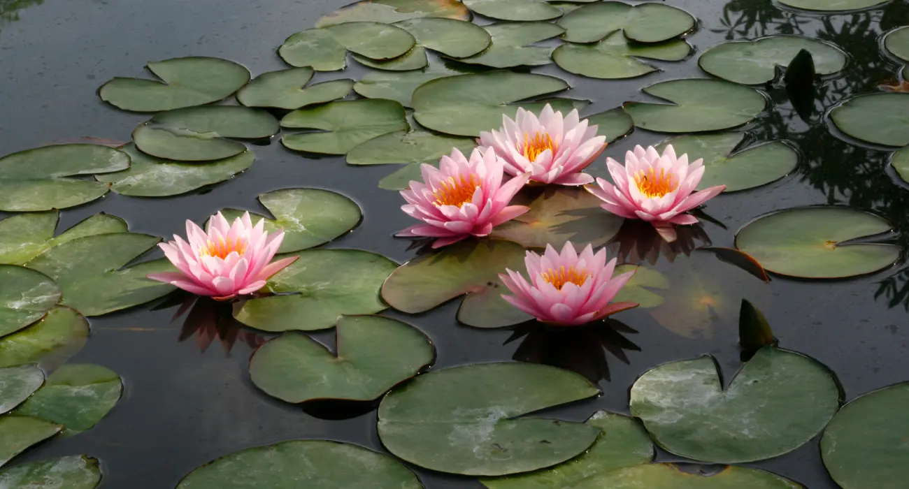 Flor de Lotus