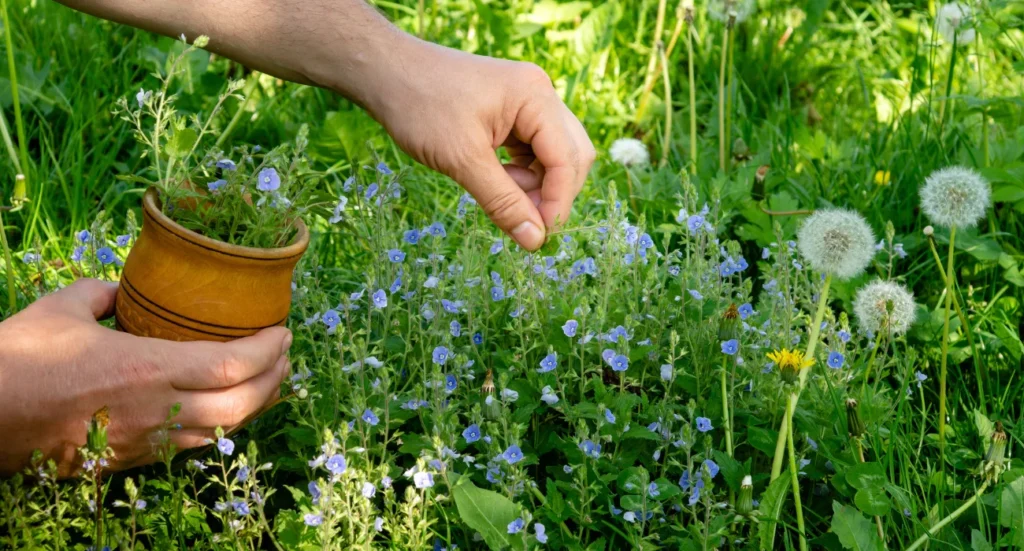 herb garden
