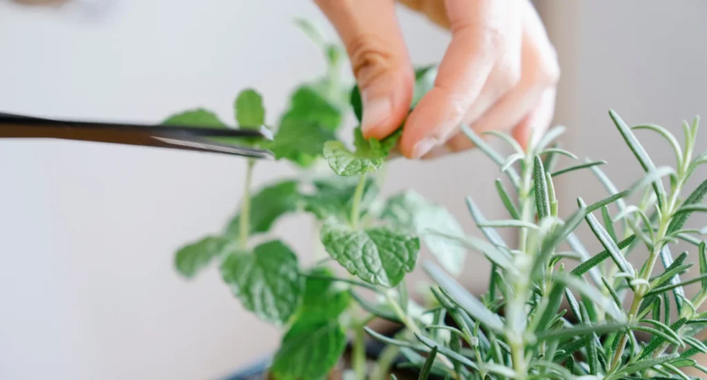 herb garden