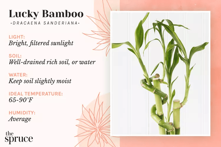 bambu da sorte
