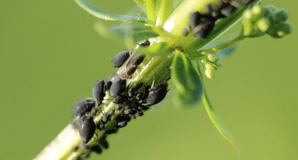 Organic Pest Control
