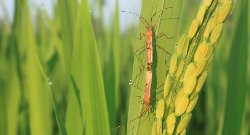 Organic Pest Control