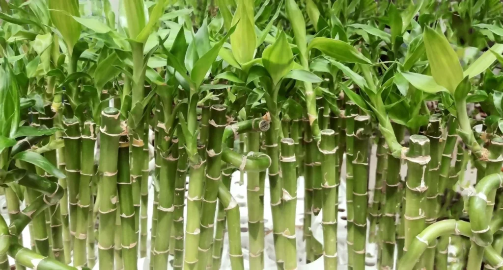 Significado do Bambu da Sorte