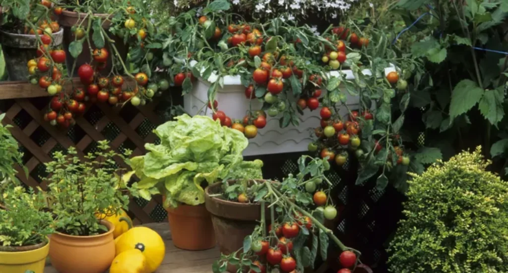 Sustainable container gardening