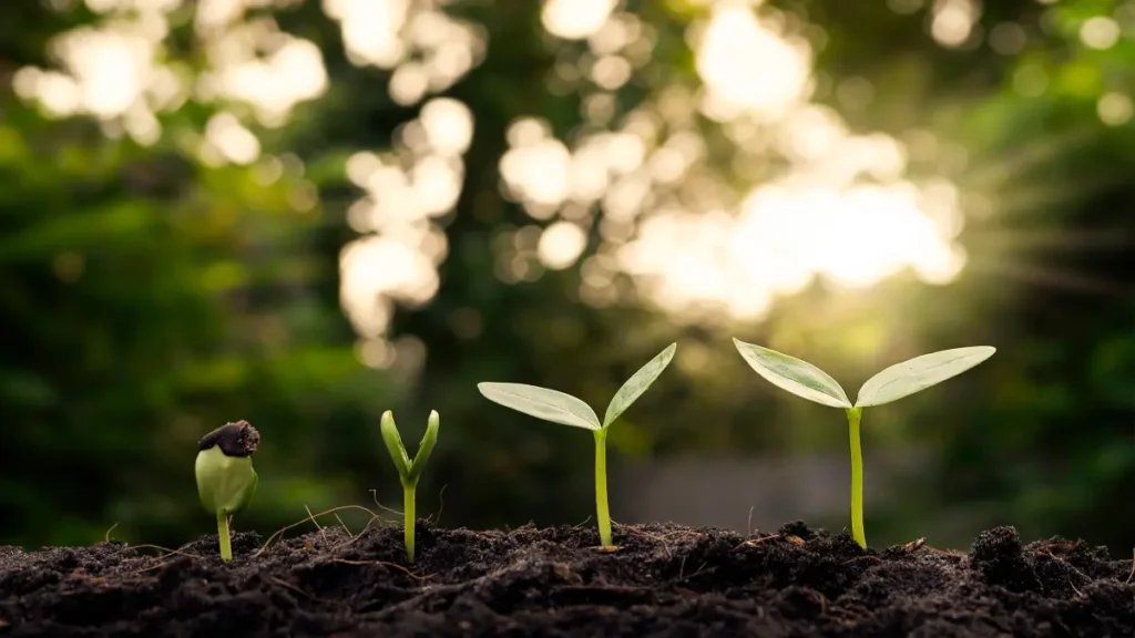 Sustentabilidade - Adubo Caseiro para Plantas