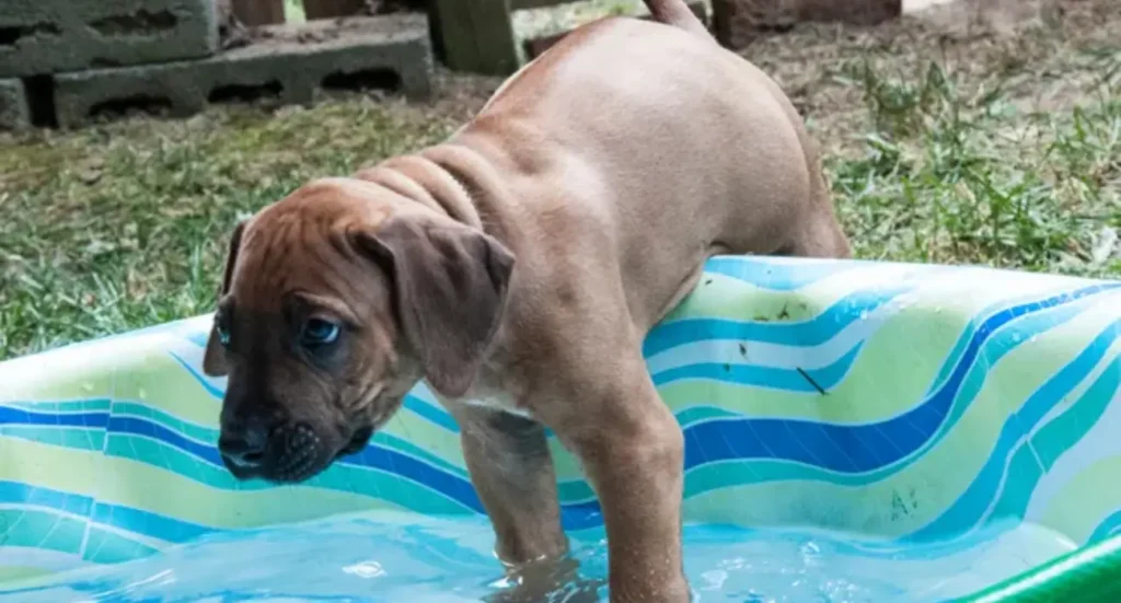 Teaching your dog to swim